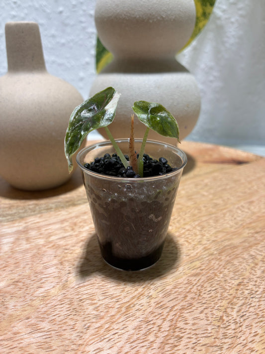 Alocasia Azlanii Albo/Pink #1