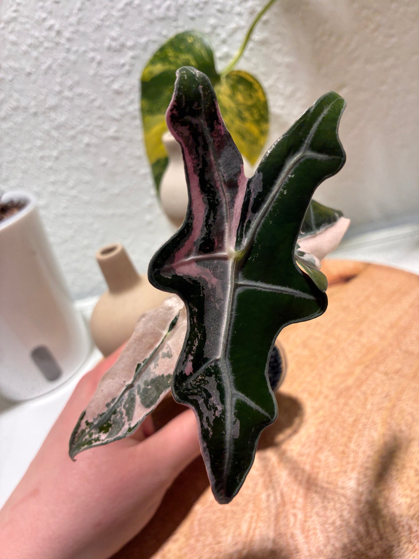 Alocasia Nobilis pink #1