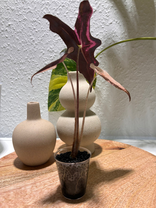 Alocasia Nobilis pink #1