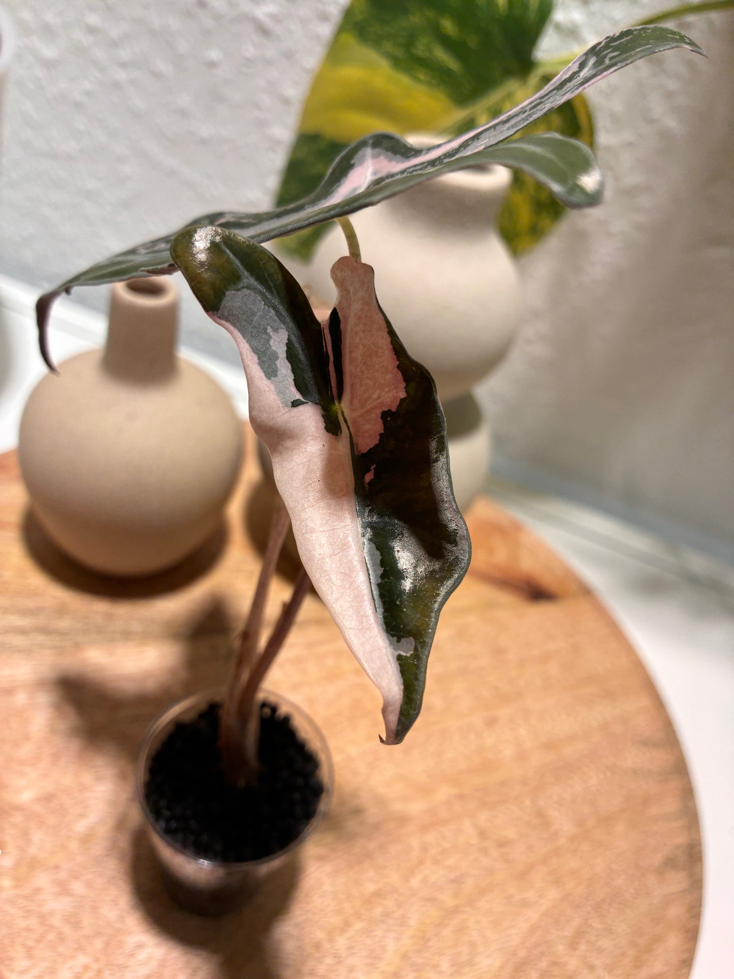 Alocasia Nobilis pink #1