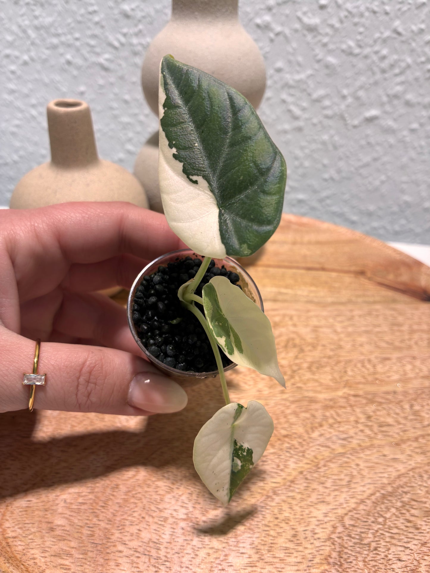 Alocasia Maharani Albo #1