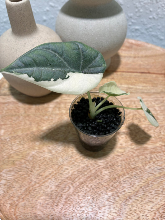 Alocasia Maharani Albo #1