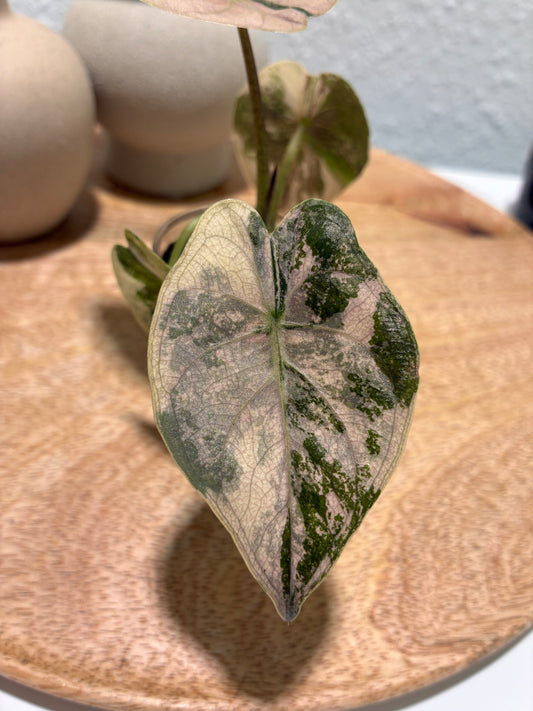 Alocasia Wentii Albo/Pink #1