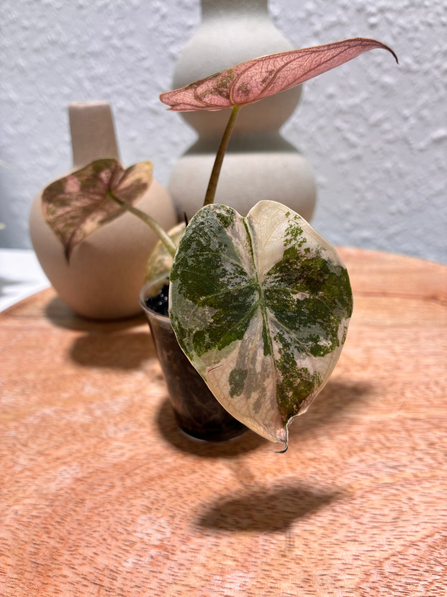 Alocasia Wentii Albo/Pink #1