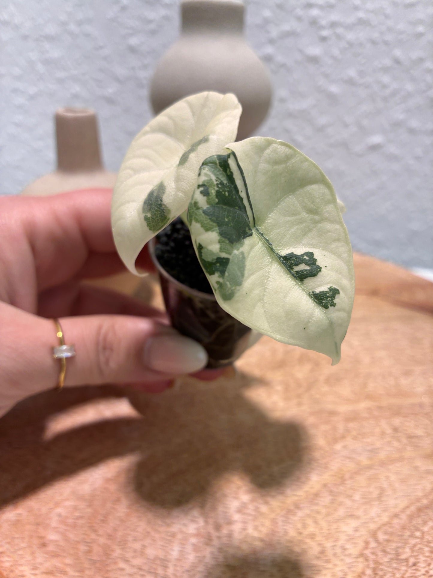 Alocasia Maharani Albo #2