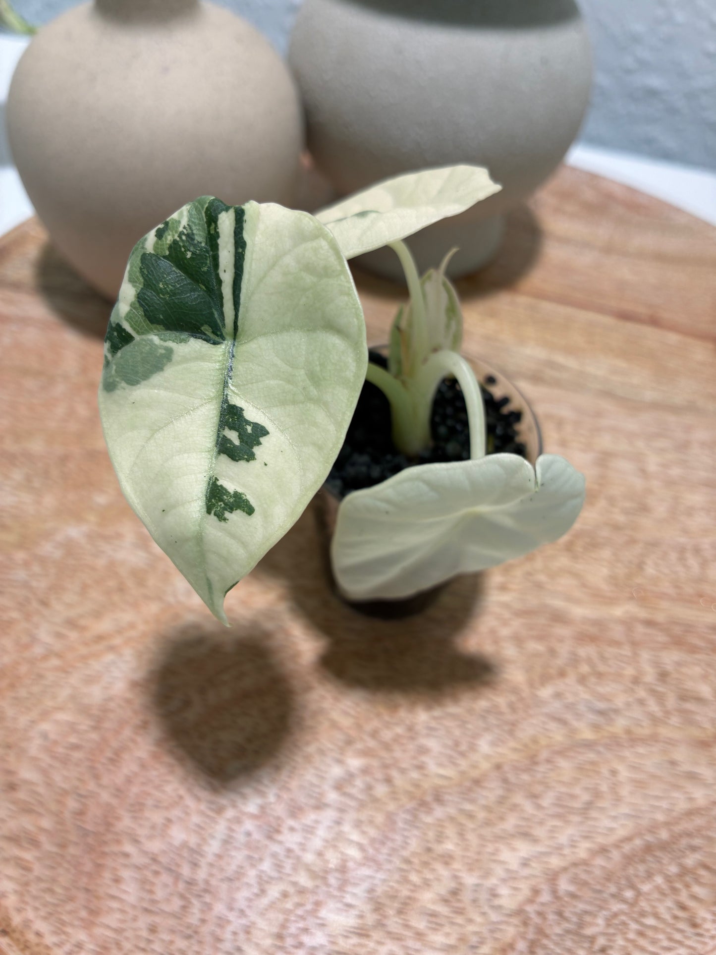Alocasia Maharani Albo #2