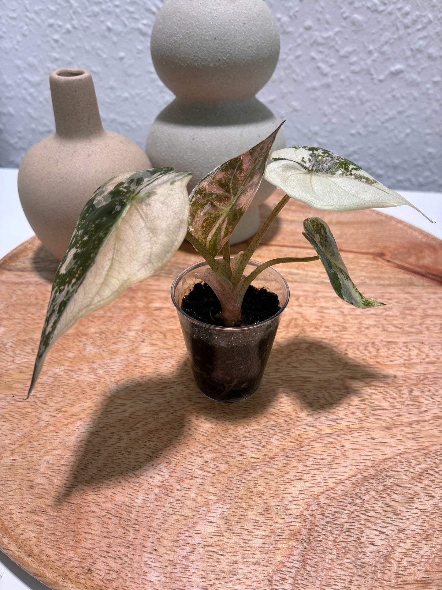 Alocasia Wentii Albo/Pink #2