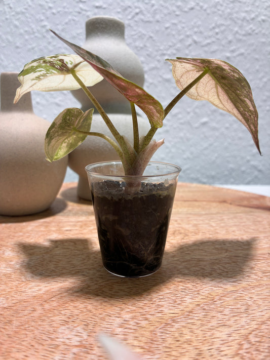 Alocasia Wentii Albo/Pink #2