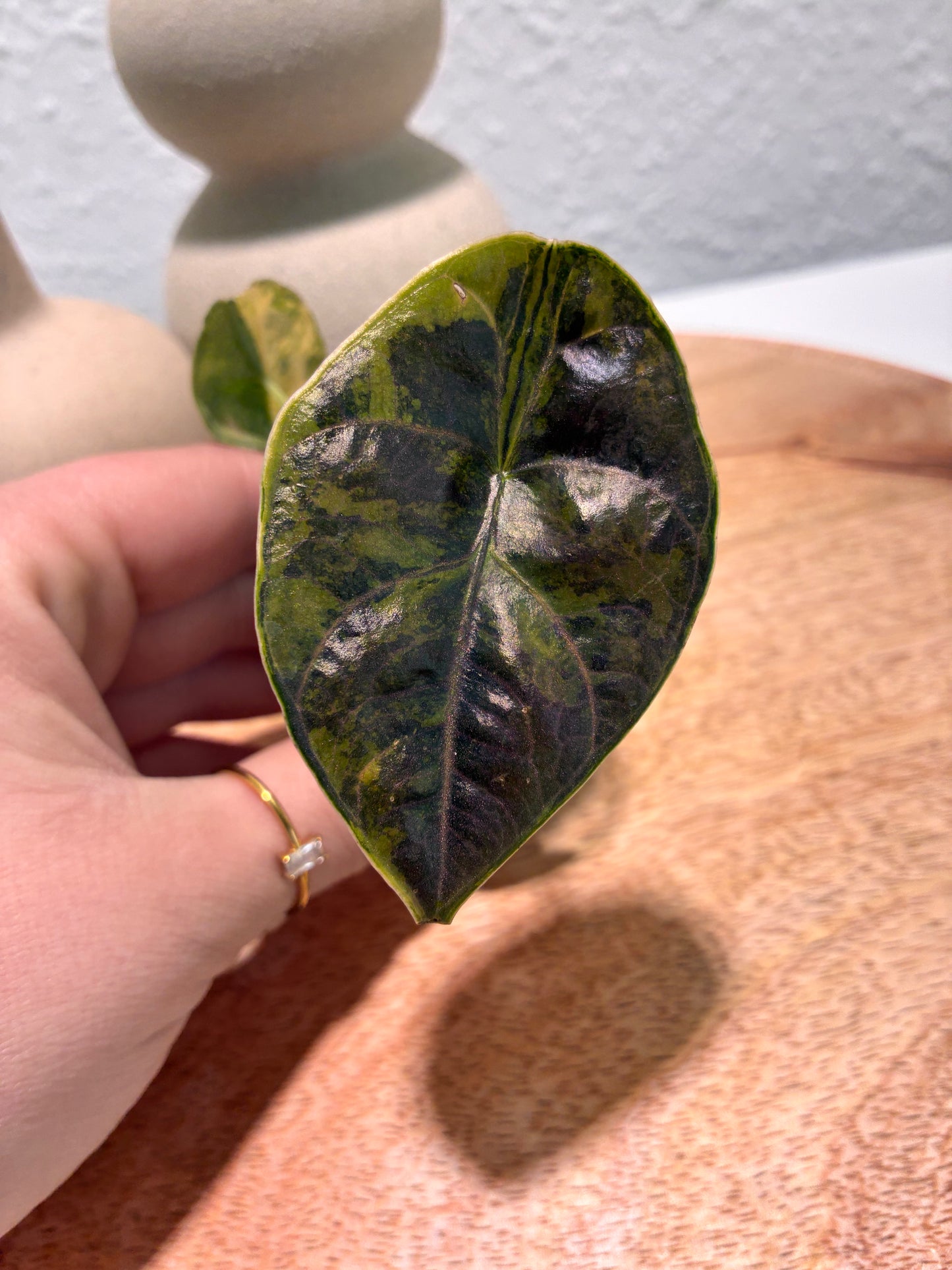 Alocasia Azlanii Aurea #1
