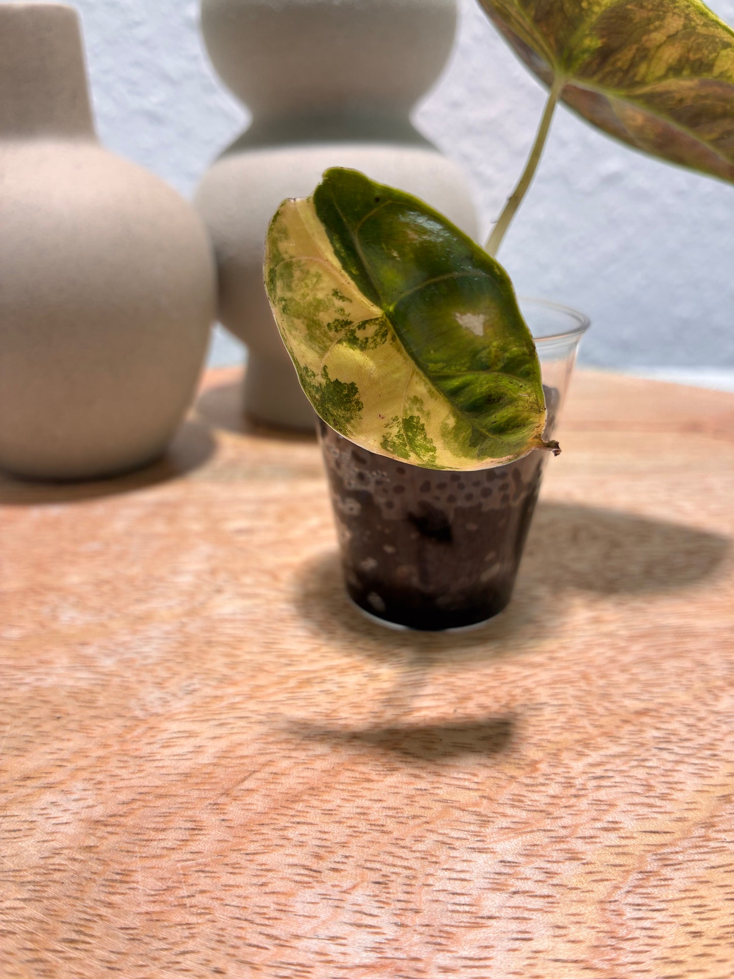 Alocasia Azlanii Aurea #1