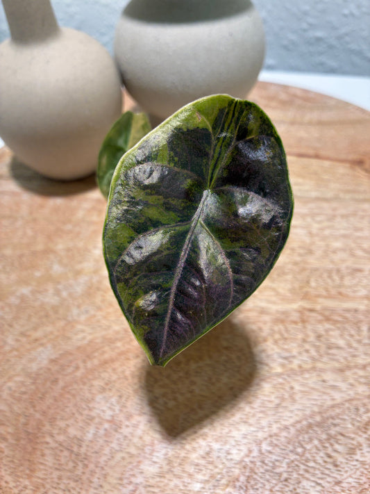 Alocasia Azlanii Aurea #1