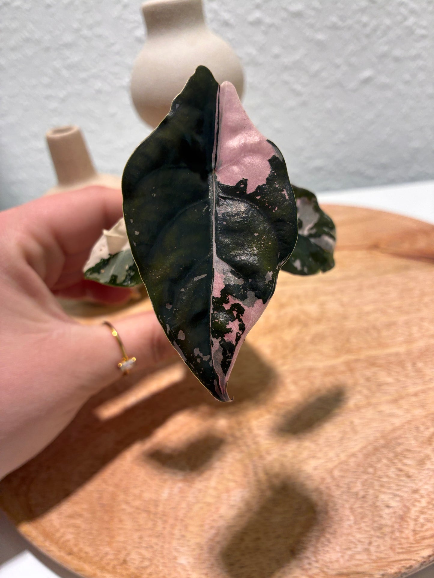Alocasia Chantrieri Pink #2