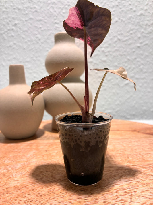Alocasia Chantrieri Pink #2