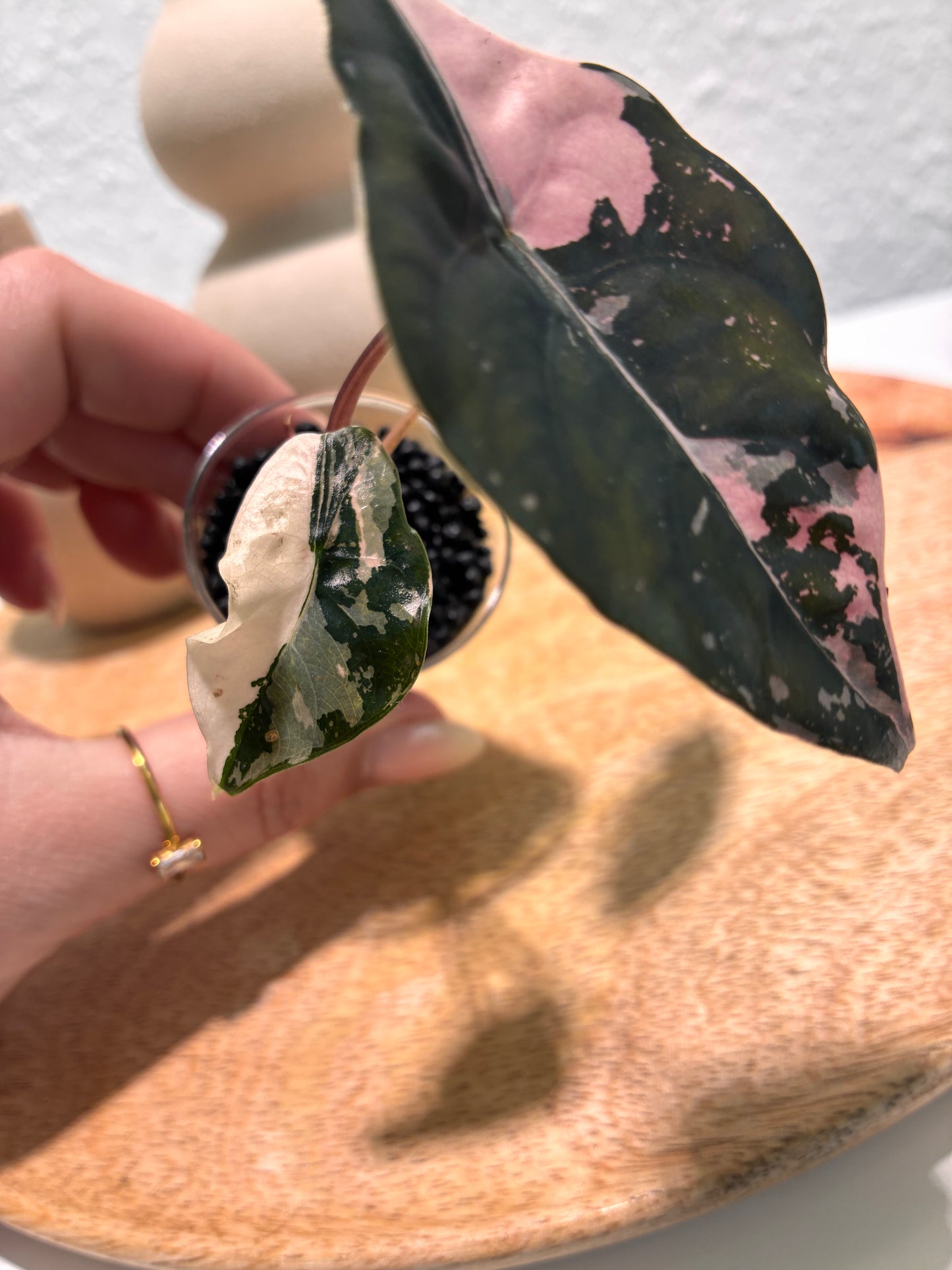 Alocasia Chantrieri Pink #2