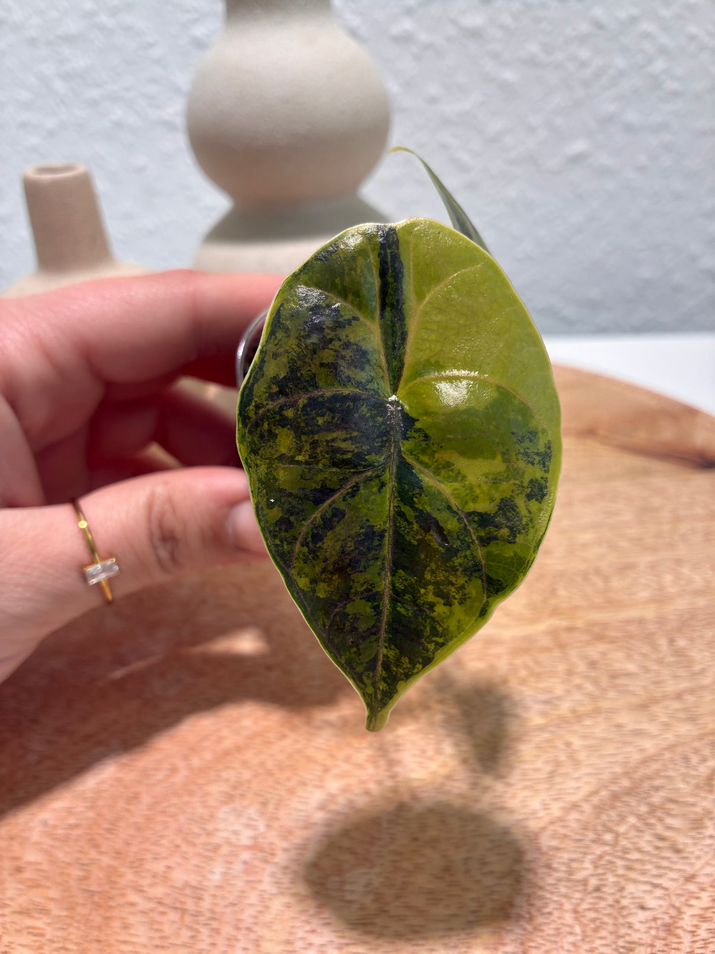 Alocasia Azlanii Aurea #2