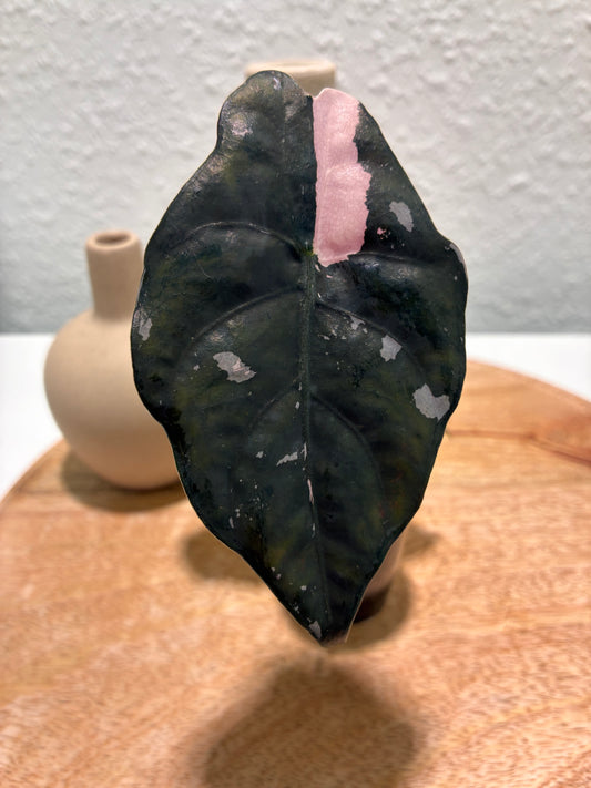 Alocasia Chantrieri Pink #1