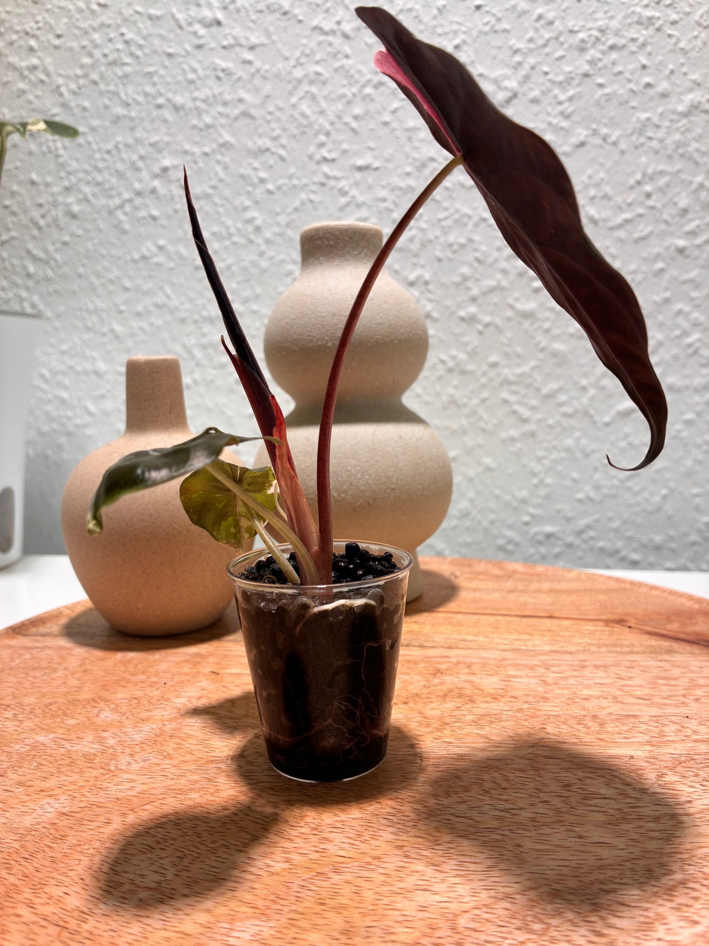 Alocasia Chantrieri Pink #1