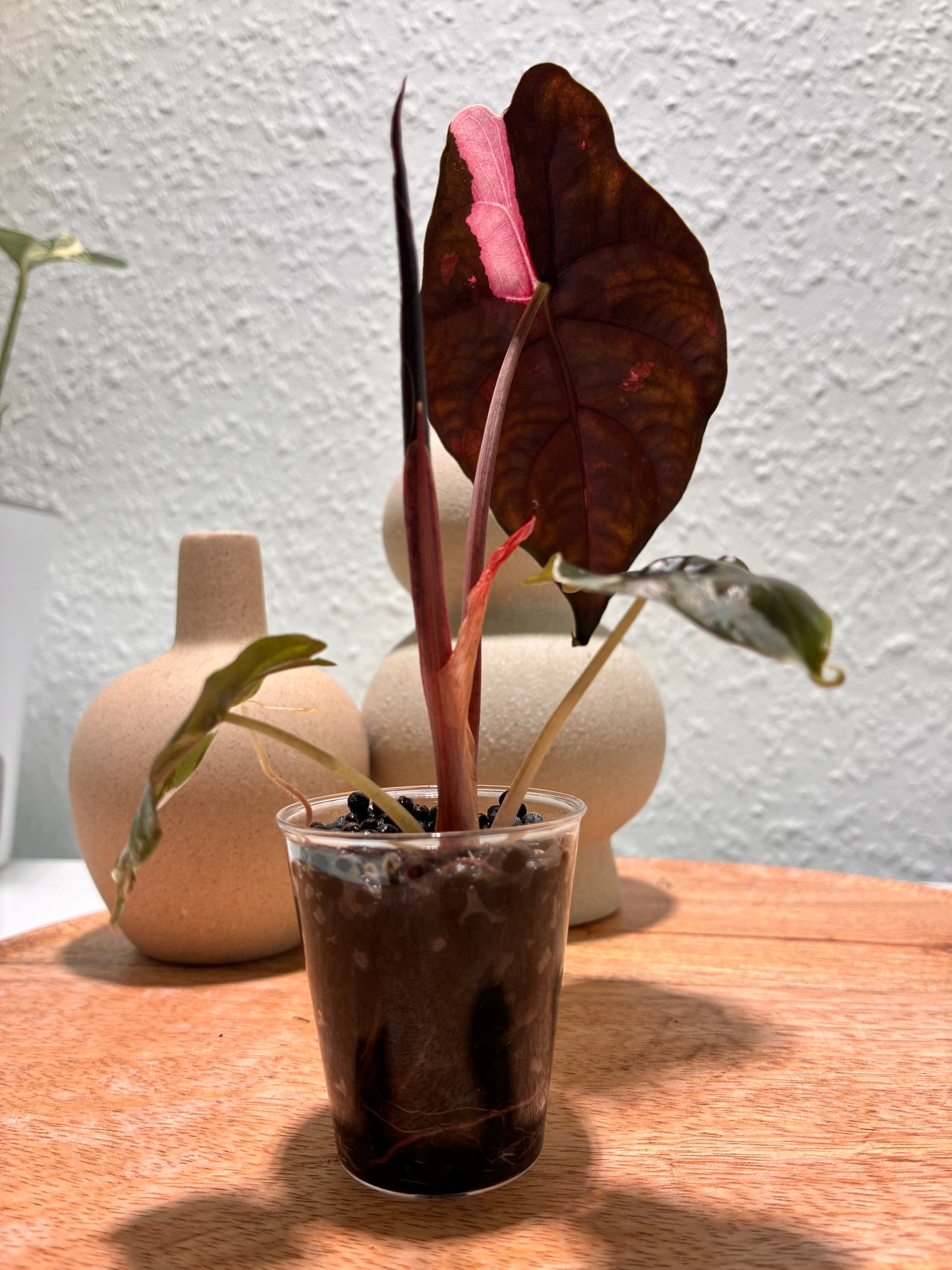 Alocasia Chantrieri Pink #1