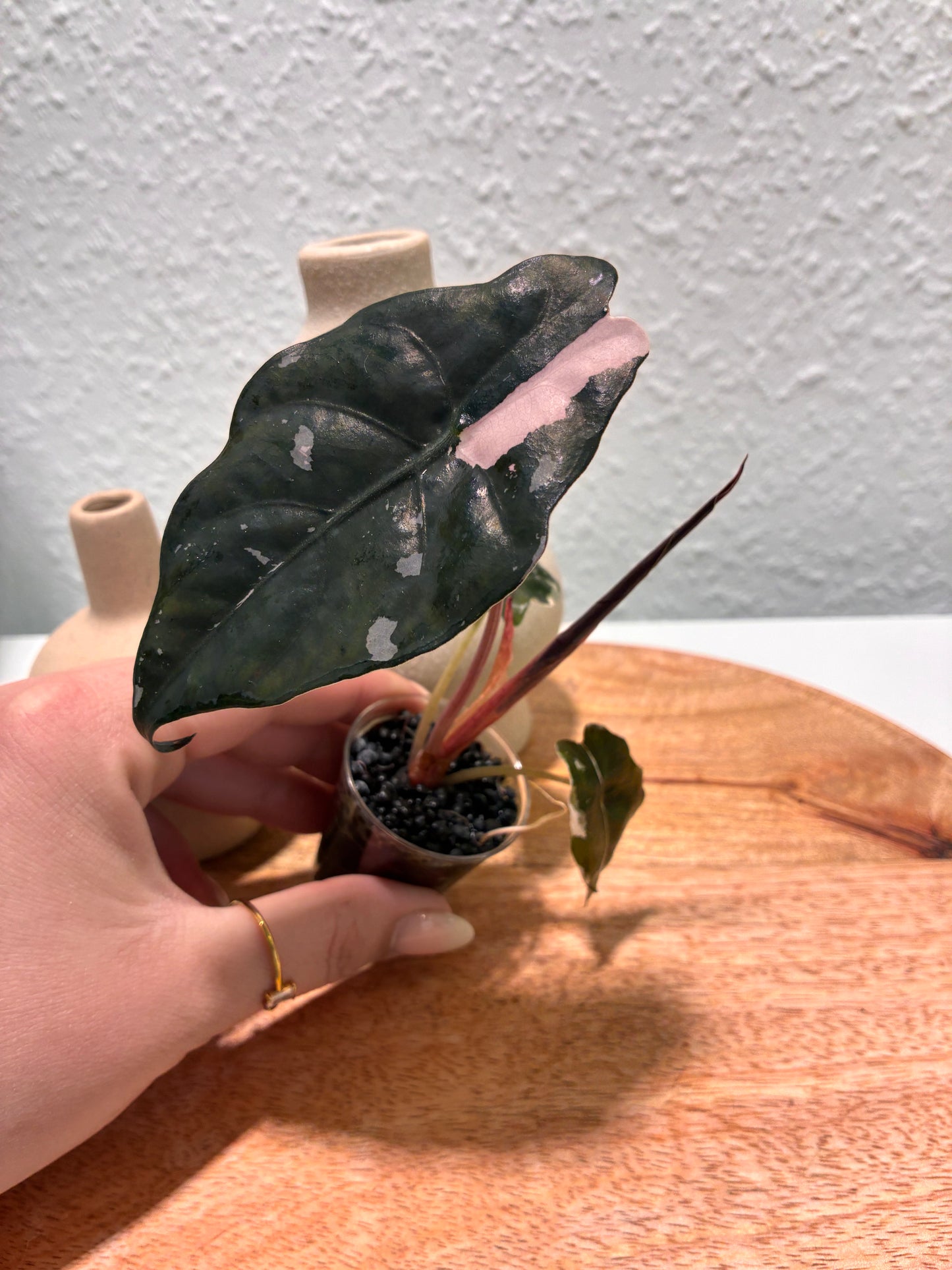 Alocasia Chantrieri Pink #1