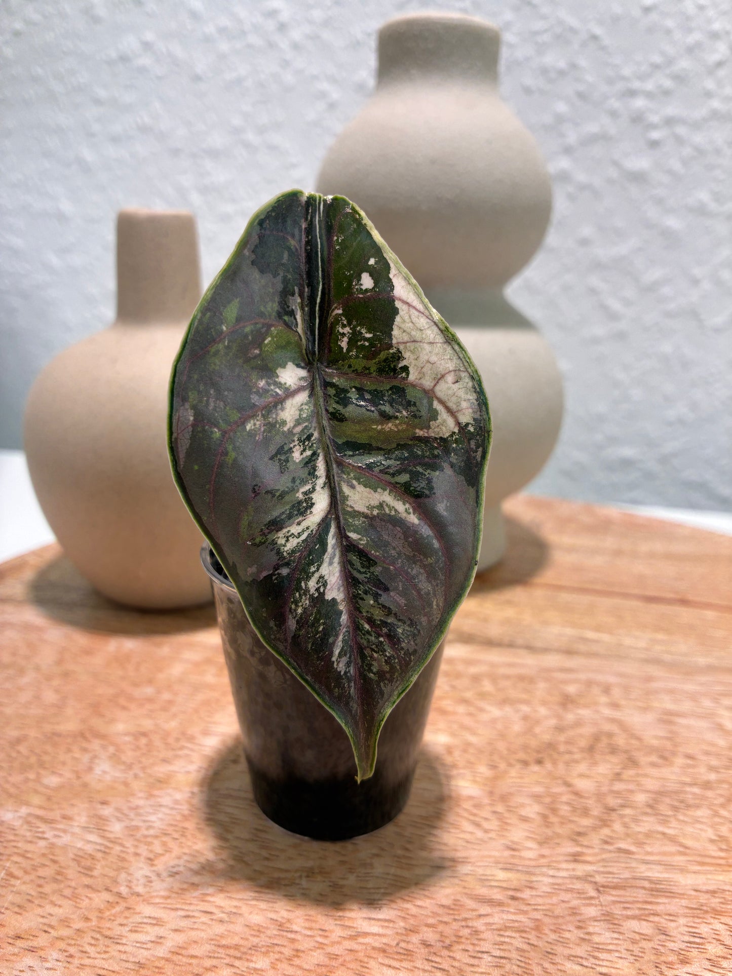 Alocasia Azlanii Albo/Pink #1