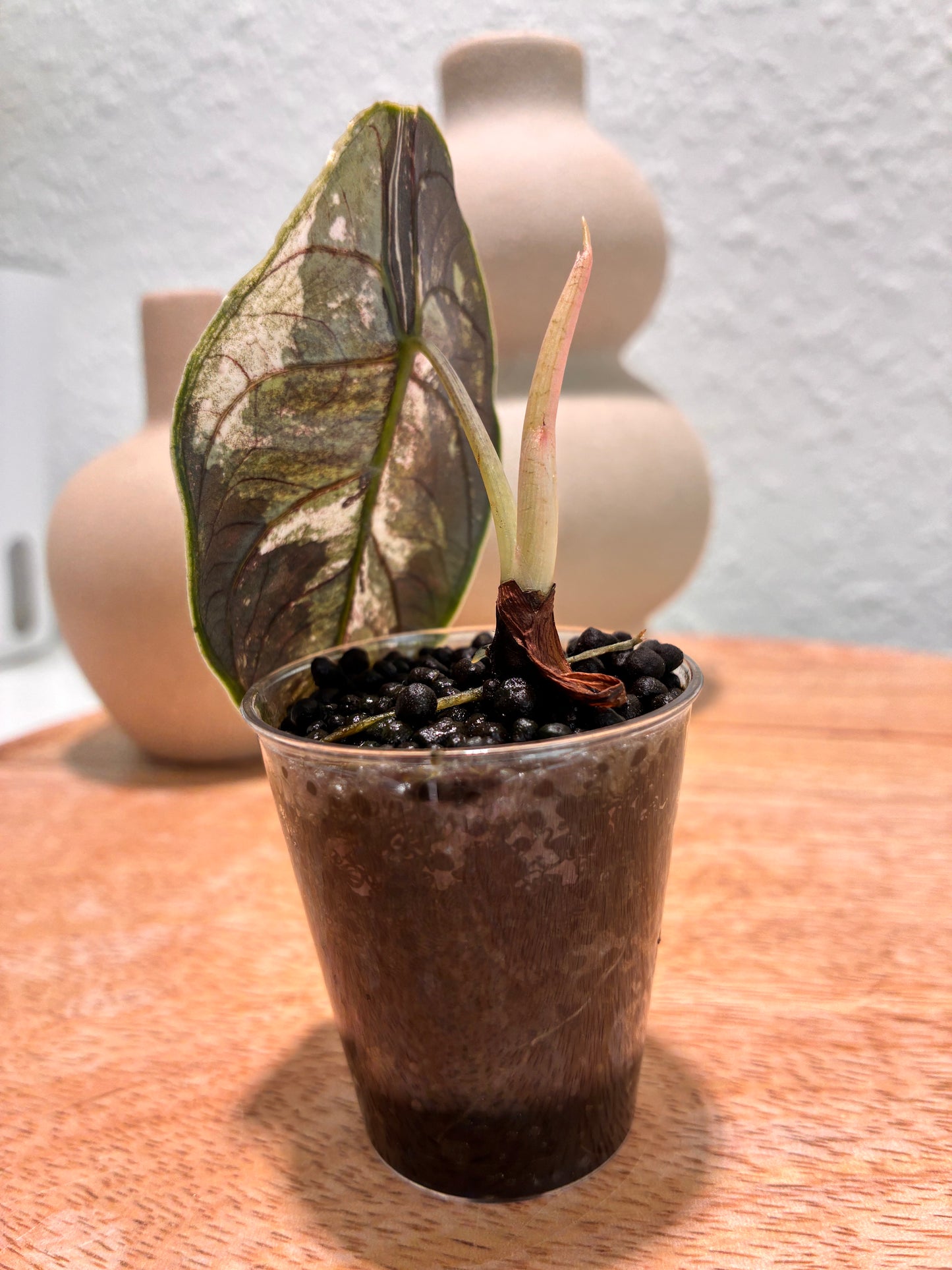 Alocasia Azlanii Albo/Pink #1