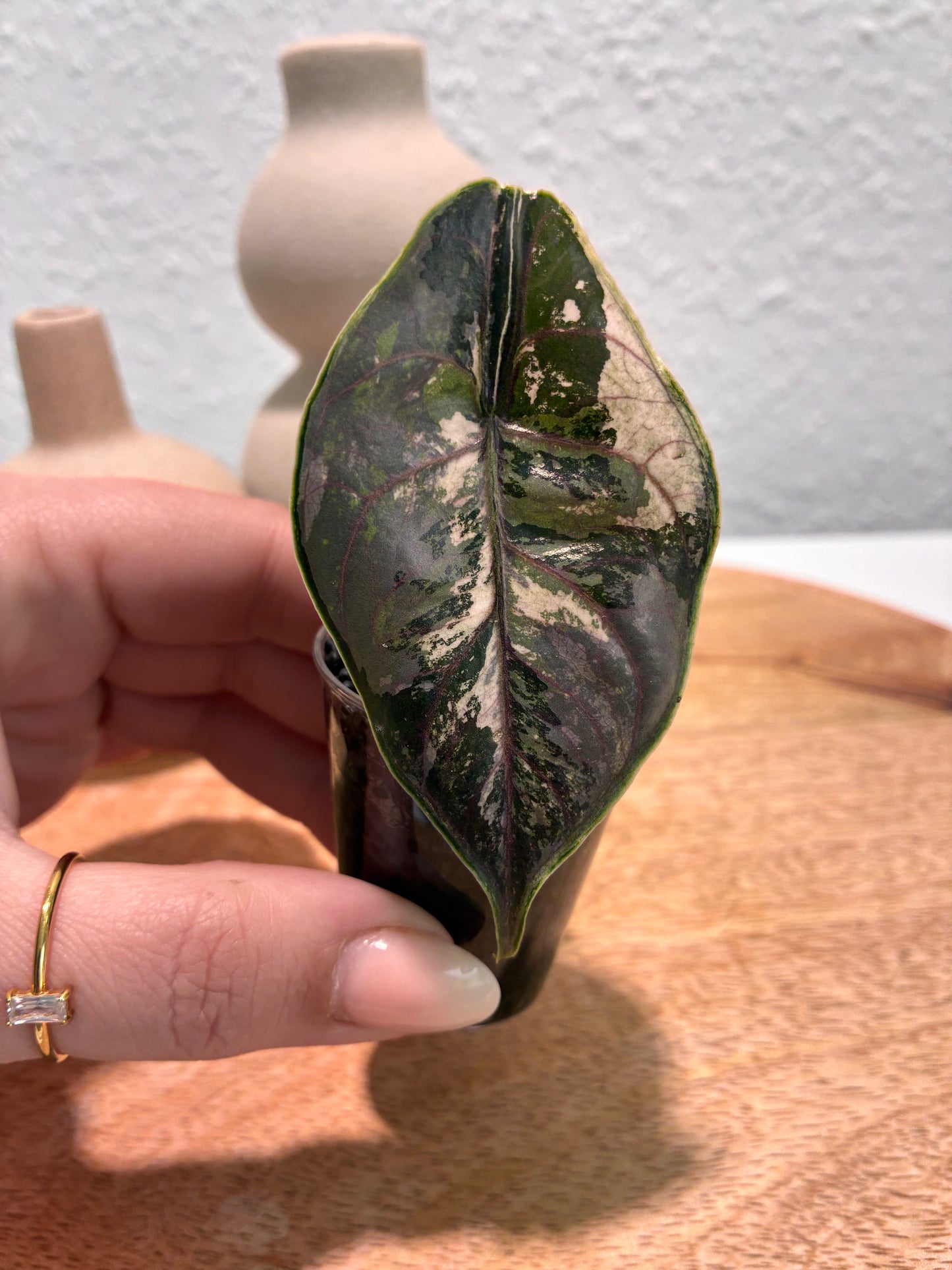 Alocasia Azlanii Albo/Pink #1
