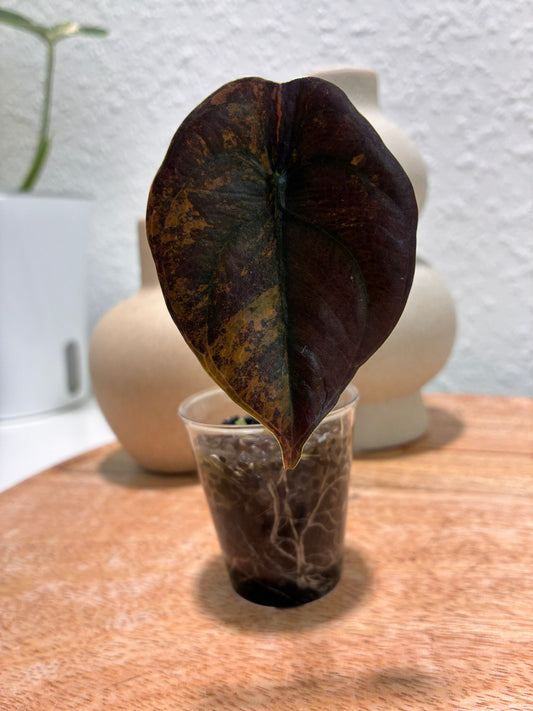 Alocasia Cuprea Latte #1