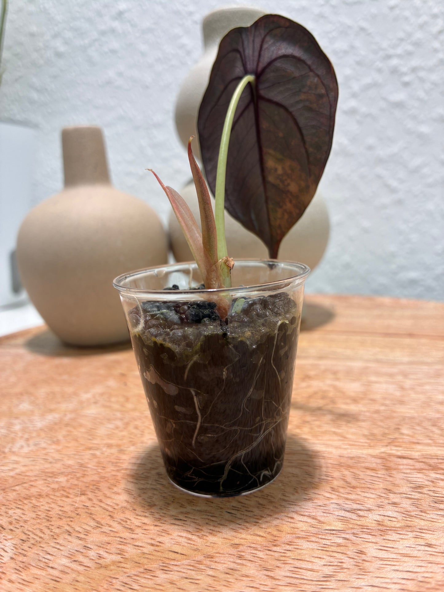 Alocasia Cuprea Latte #1