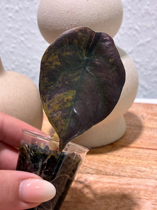 Alocasia Cuprea Latte #1